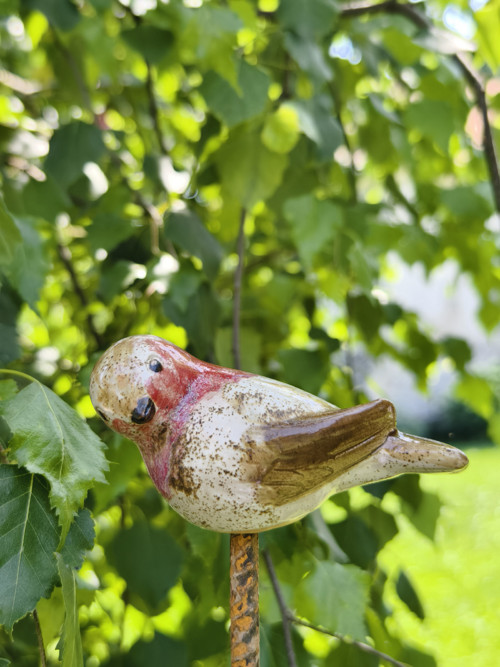 Ptáček Červenka Obecná — foto 3