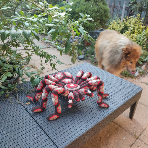 Háčkovaná tarantule — foto 2