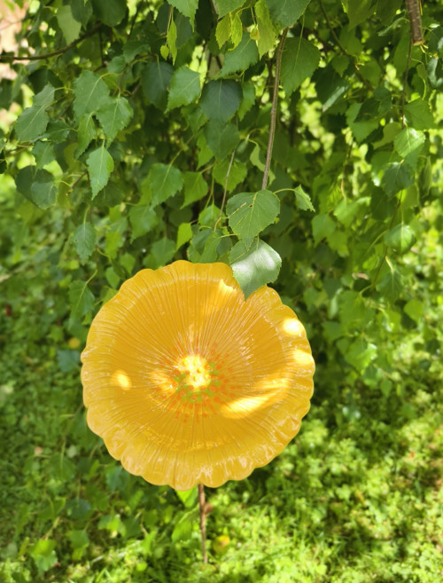 Květ Třapatky Menší — foto 2