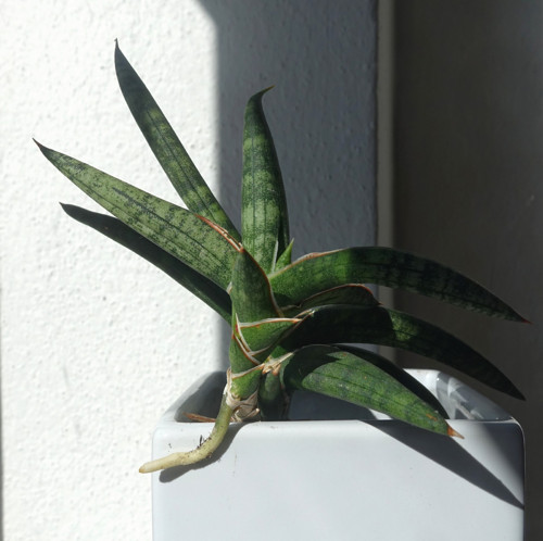 Tchynin jazyk, Sansevieria — foto 2