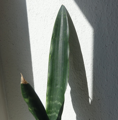 Tchynin jazyk, Sansevieria — foto 2