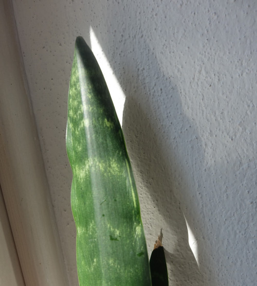 Tchynin jazyk, Sansevieria — foto 3