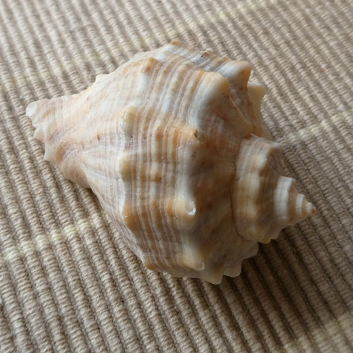 Lastura 6 cm x 4,5 cm — foto 2