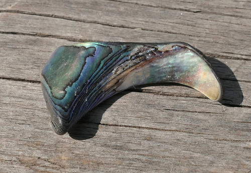 Paua mušle V4121 — foto 3
