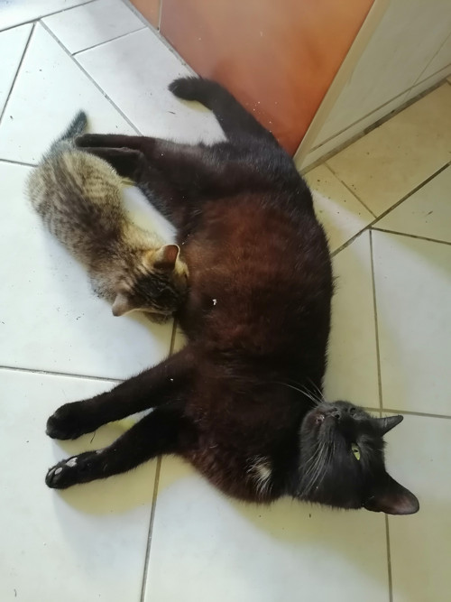 Zlatá linie prstýnek — foto 5