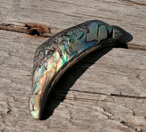 Paua mušle V4131 — foto 4