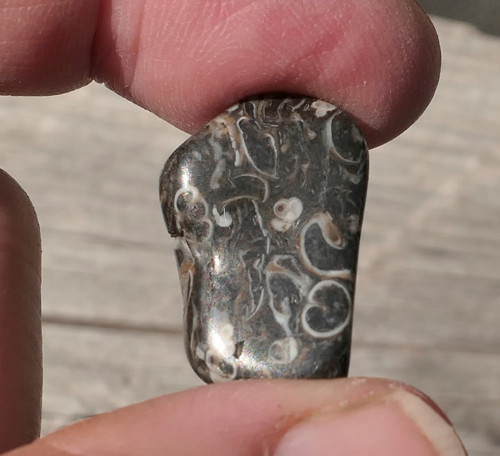 Turritella (22 mm) V4133 — foto 3