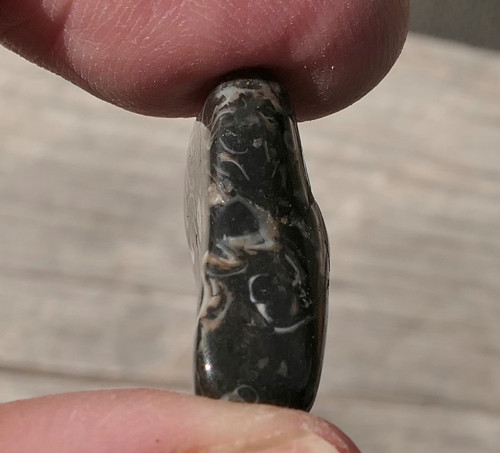 Turritella (22 mm) V4133 — foto 2