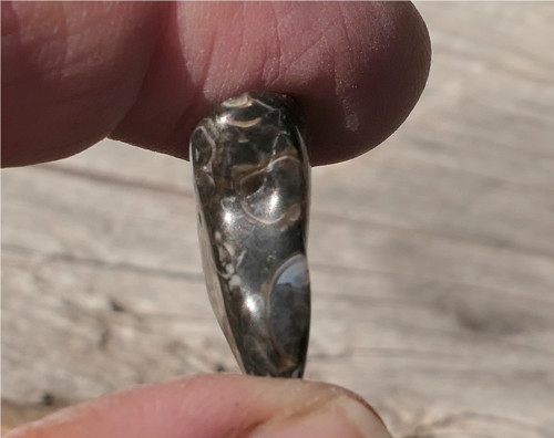 Turritella (22 mm) V4140 — foto 2