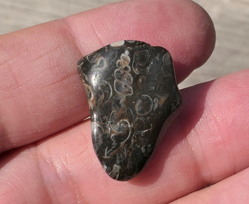 Turritella (22 mm) V4140 — foto 3