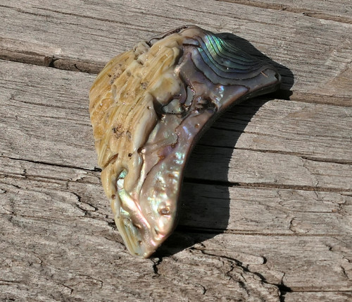 Paua mušle V4141 — foto 3