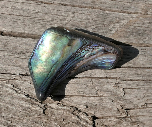 Paua mušle V4141 — foto 2