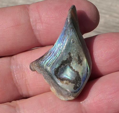 Paua mušle V4143 — foto 4