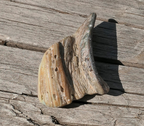 Paua mušle V4143 — foto 3