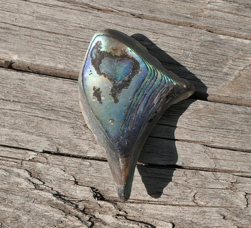 Paua mušle V4143 — foto 5