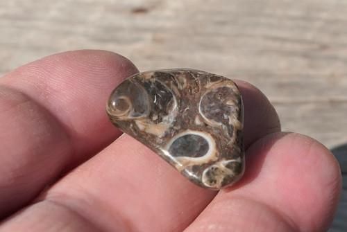 Turritella (20 mm) V4145 — foto 2