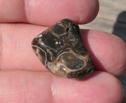 Turritella (20 mm) V4145 — foto 3