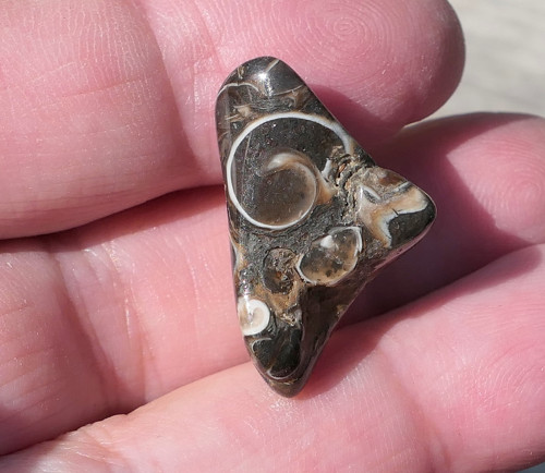 Turritella (24 mm) V4149 — foto 3
