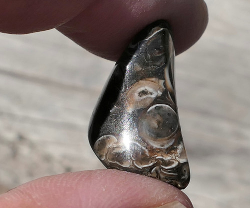 Turritella (24 mm) V4149 — foto 2