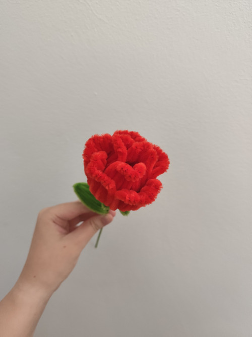Red bloosom - červená růže — foto 3