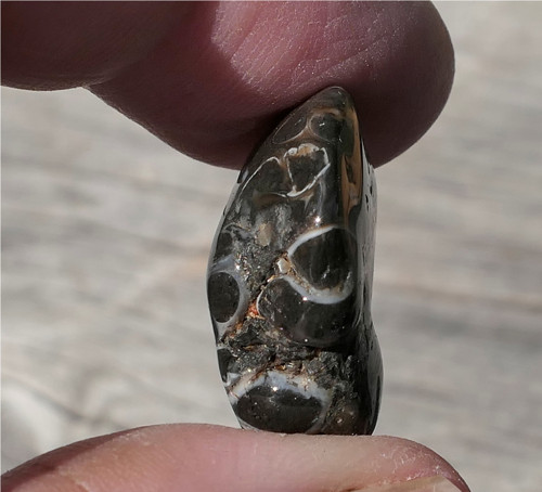 Turritella (22 mm) V4155 — foto 2