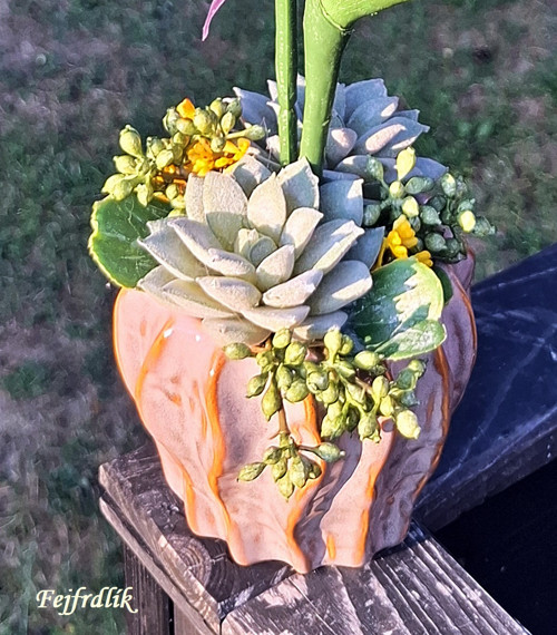 Strelície královská.. — foto 4