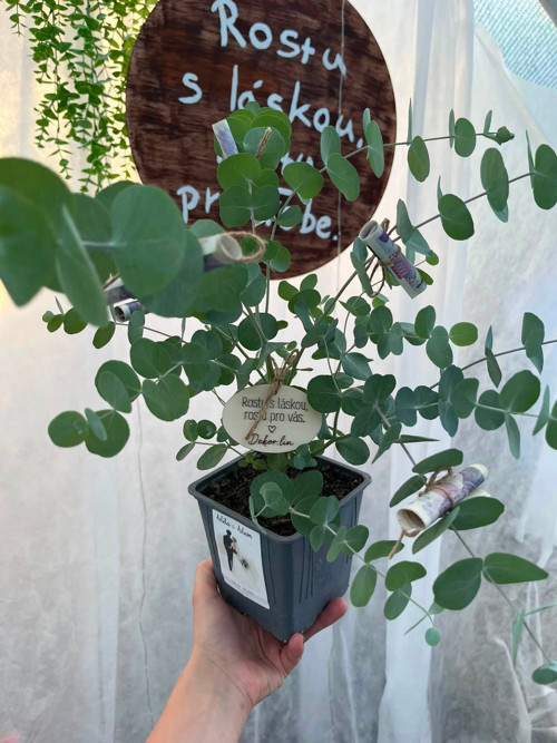 Svatební dar - Eukalyptus — foto 2