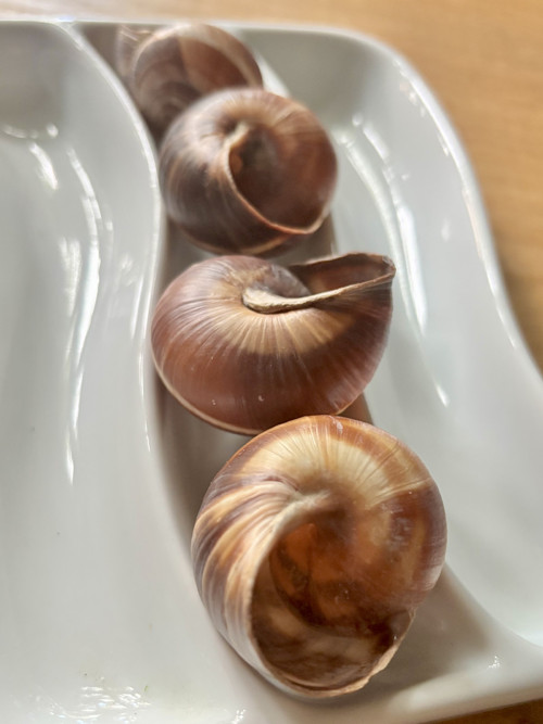 Ulity balkánského hlemýždě — foto 4