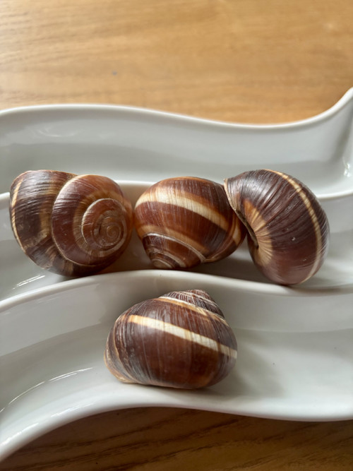 Ulity balkánského hlemýždě — foto 6
