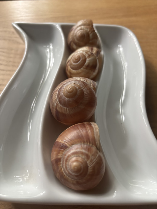 Ulity balkánského hlemýždě — foto 2