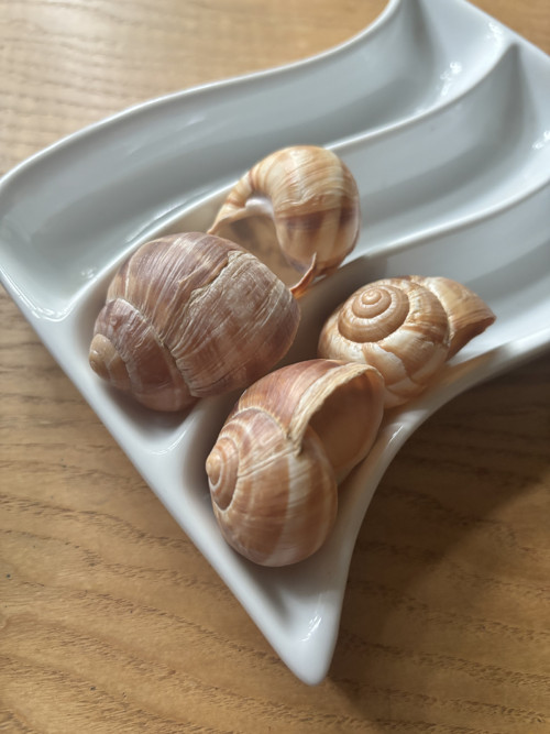Ulity balkánského hlemýždě — foto 6