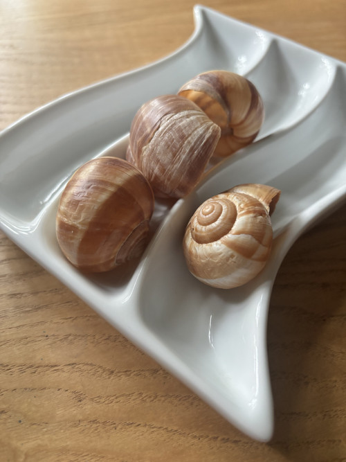 Ulity balkánského hlemýždě — foto 5