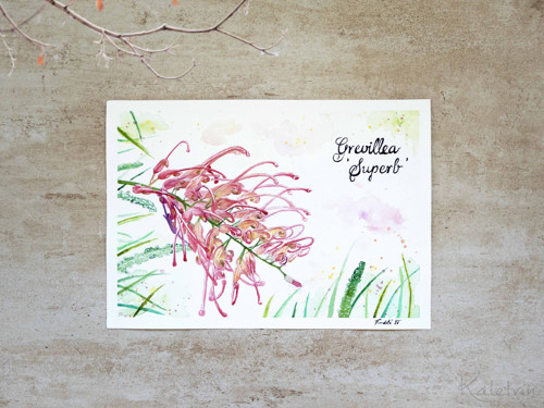Tajemná Grevillea — foto 2
