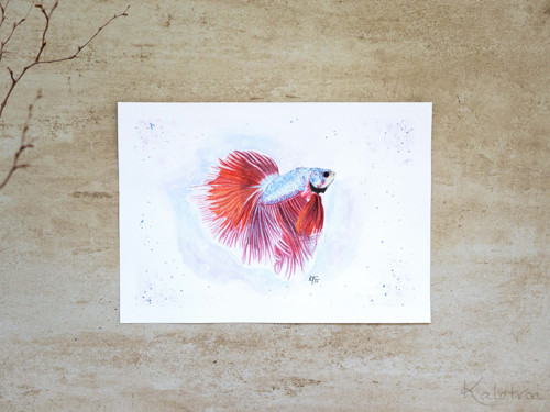 Betta bojovnice — foto 2