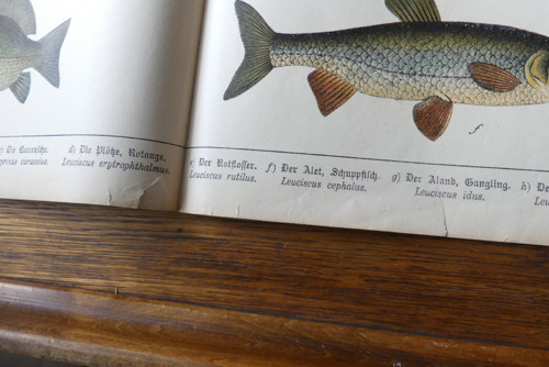 Originál litografie z 19. století, ryby — foto 6