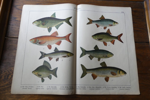 Originál litografie z 19. století, ryby — foto 2