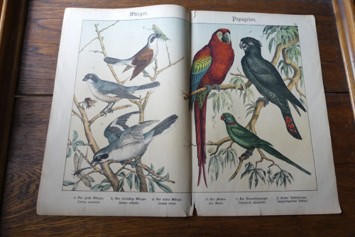 Originál litografie z 19. století, ptáci — foto 2