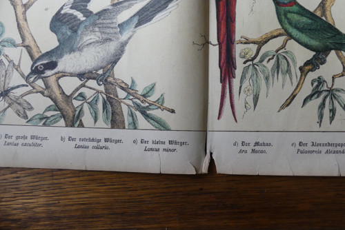 Originál litografie z 19. století, ptáci — foto 4