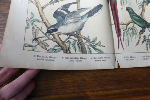 Originál litografie z 19. století, ptáci — foto 5