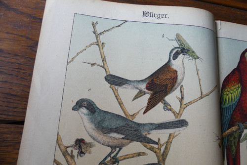 Originál litografie z 19. století, ptáci — foto 3