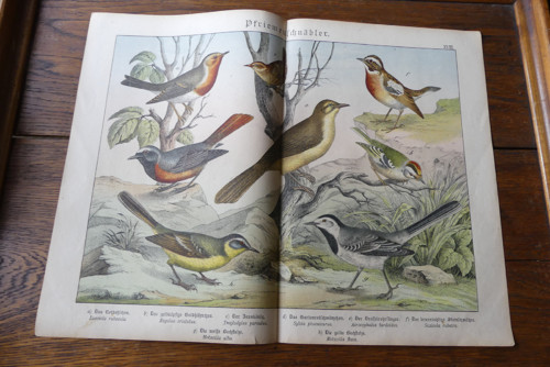 Originál litografie z 19. století, ptáci — foto 2