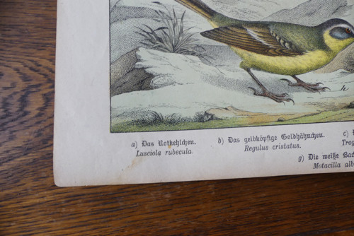 Originál litografie z 19. století, ptáci — foto 6