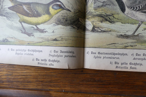 Originál litografie z 19. století, ptáci — foto 5