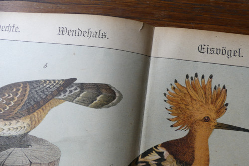 Originál litografie z 19. století, ptáci — foto 5