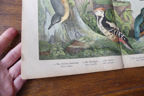 Originál litografie z 19. století, ptáci — foto 6