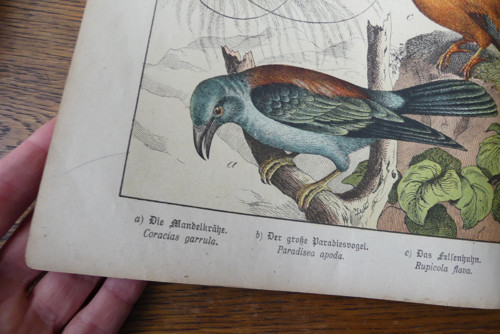 Originál litografie z 19. století, ptáci — foto 4