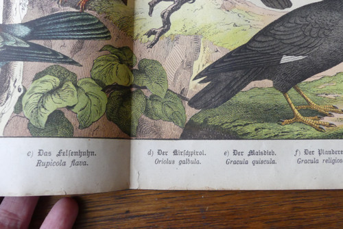 Originál litografie z 19. století, ptáci — foto 6