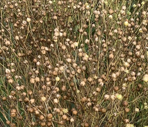 Podzimní dekorace - sušený BIO len — foto 4