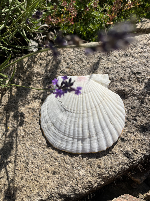 Šperkovnice z mušle – Modrobílý porcelán — foto 4