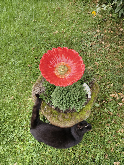 Jsem Mák Se Stonkem — foto 5